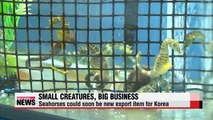 Seahorse farming could soon be big business in Korea