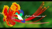 Colibris Vacances- Appartement-tahiti-519