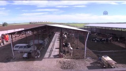 Embriyo Transferiyle Bir İnekten "100 Buzağı"