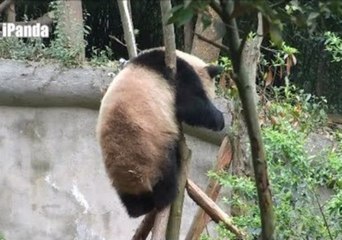 Adventurous Panda Gets Stuck Up a Tree