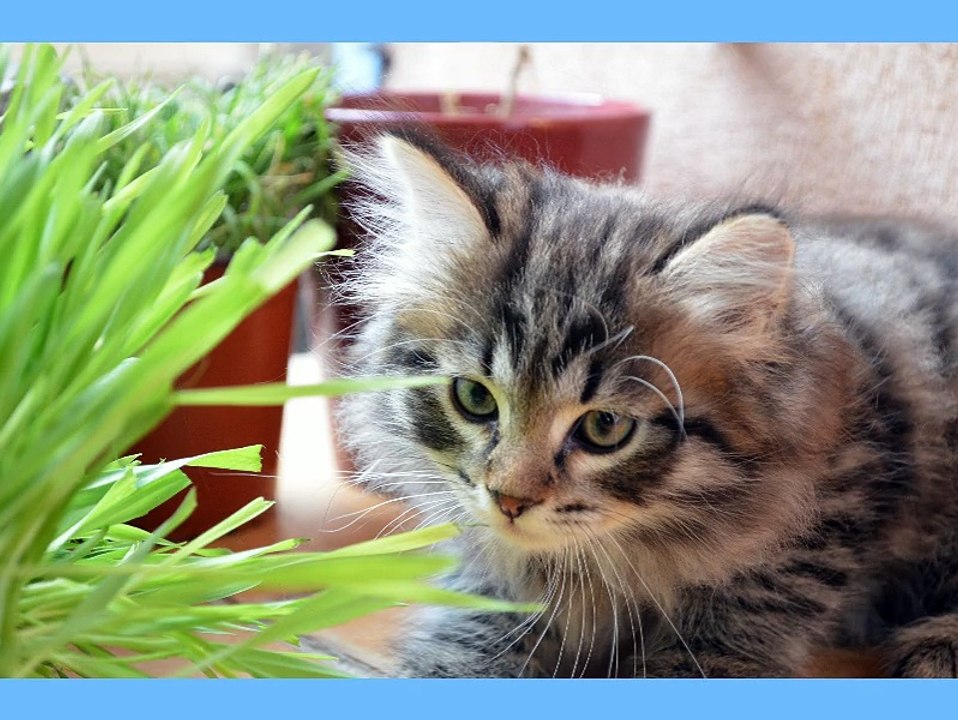 Les Sibs des Plumes d'Opale, chatons sibériens, Portée 1 (3)