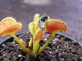 Flytrap Headlock - Carnivorous Plants
