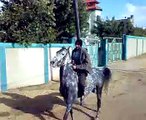 خيول غزه الفرس العربيه الاصيله العبيه غزه