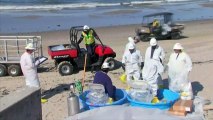 Marée noire en Californie : les bénévoles se mobilisent pour nettoyer les plages mazoutées