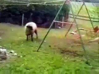 Crazy sheep is fighting with swings