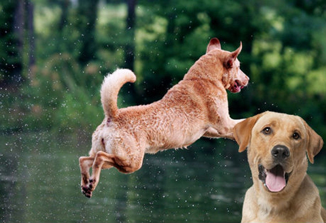 Chesapeake Bay Retriever vs Labrador