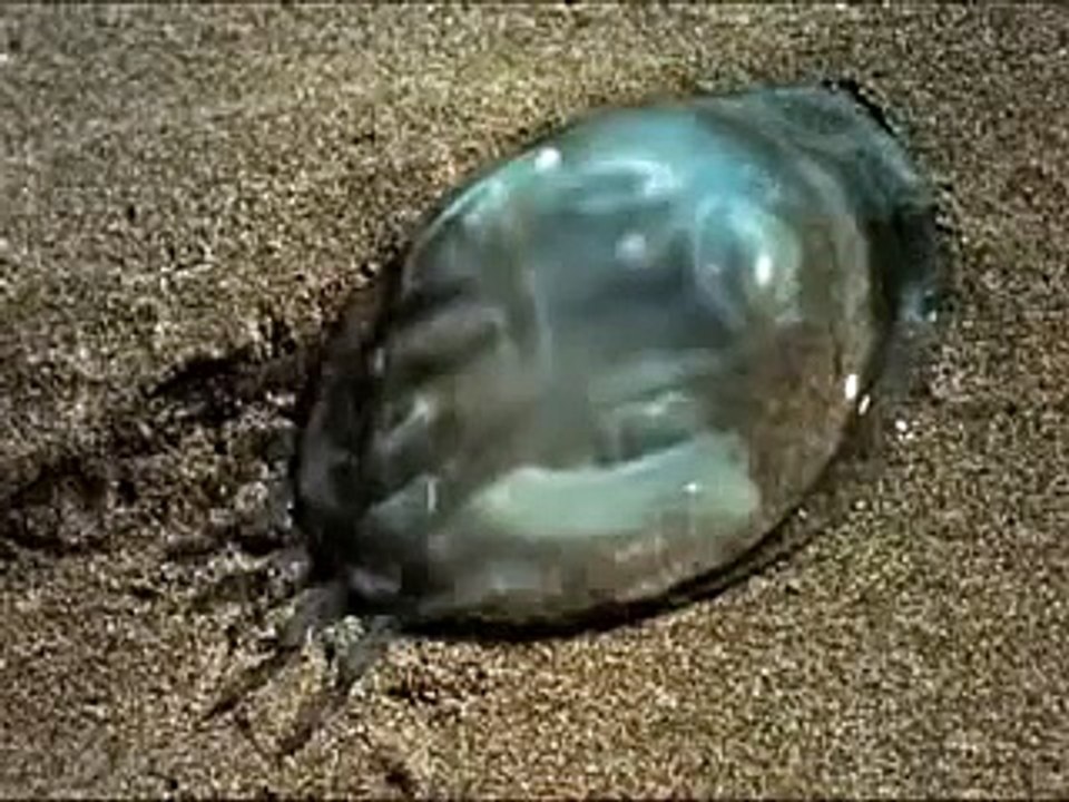 クラゲが死ぬとどうなるの 陸に打ち上げられたクラゲの様子を早回しで Video Dailymotion