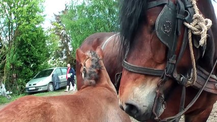 Quenelle et Dirac, chevaux de la race "Trait du Nord"