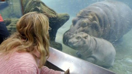 CUTE VIDEO: Baby hippo makes debut splash