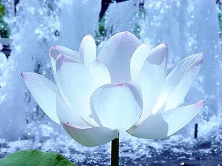 ave maris stella. chantecleer