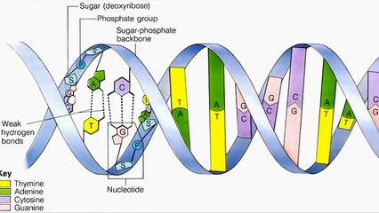 DNA replication