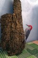 paper woodpecker bird natural wild birds collage art work