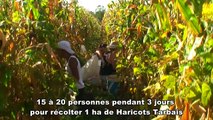 Haricot Tarbais : récolte dans le respect de la tradition