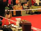 World Dog Show 2010 - Champion Class bitches American Akita