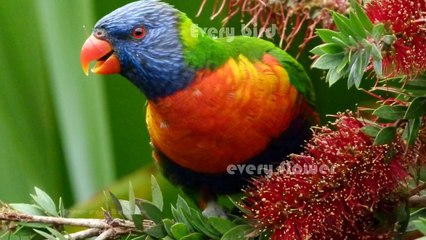 One pair of hands - Carroll Roberson