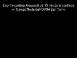 Globoterror grabó enorme culebra Anaconda en PDVSA San Tomé