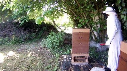 2015-05-23 - Visite Ruches