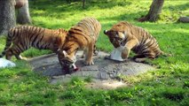 Amur Tiger Cubs Enjoy Icy Treats at The Bronx Zoo