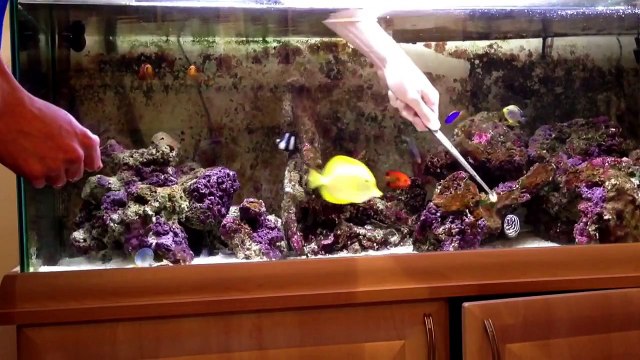 Feeding my zebra moray eel 'the kraken' Eli