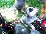 Australian Cattle Dogs/Blue Heeler Puppies Video 3
