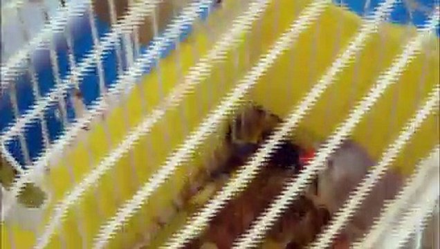 I Miei...Animali A Volonta'! by Vs. Francesco Saverio Boni