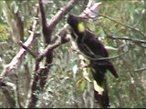 Yellow tailed cockatoo