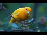 CANARY BIRD SOUND : CANARY SINGING wow