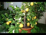 Chines lemon in pots Pakistan Dr. Ashraf Sahibzada