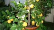 Chines lemon in pots Pakistan Dr. Ashraf Sahibzada