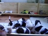 Basset hound puppies go to the sleep (kennel Varnalėša) 1.AVI