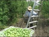 Rogue Valley pear harvest