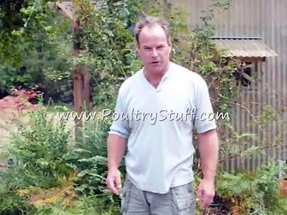 Automatic drinker waterer valve, trough & pressure reducer for chickens. How to set it up.