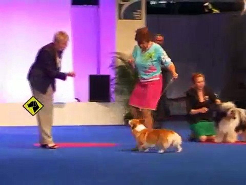 "Perros en acción" World Dog Show París 2011