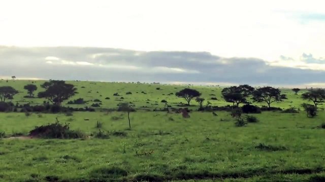 Ils sauvent des lionceaux d'un troupeau de buffles
