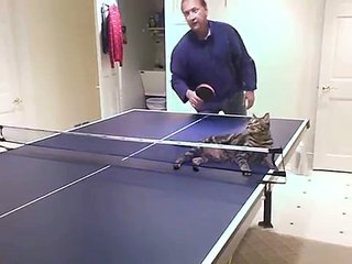 Ping Pong Cat !