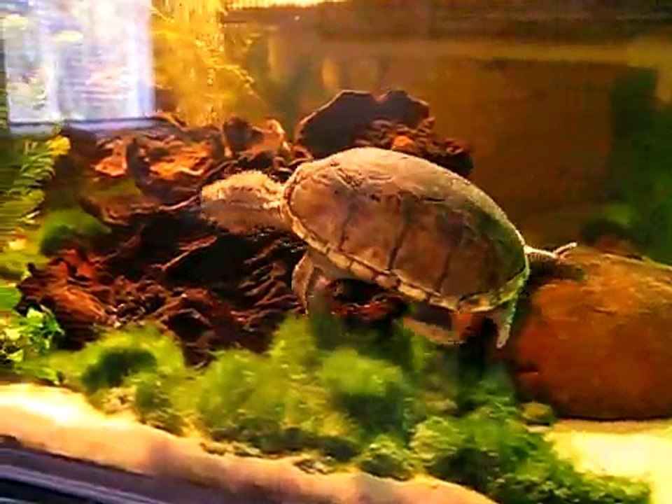 Cory catfish and some turtle action