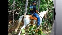 Bella SAFE for ANY Rider Tennessee Walking Trail Horse For Sale.wmv