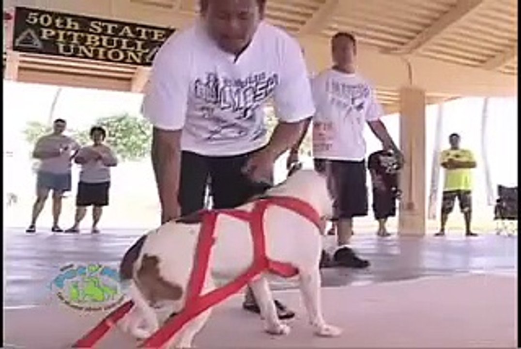Pit Bull Pull