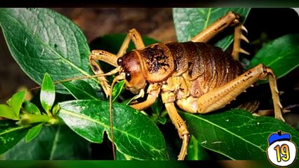 20 Largest Animals of All Time