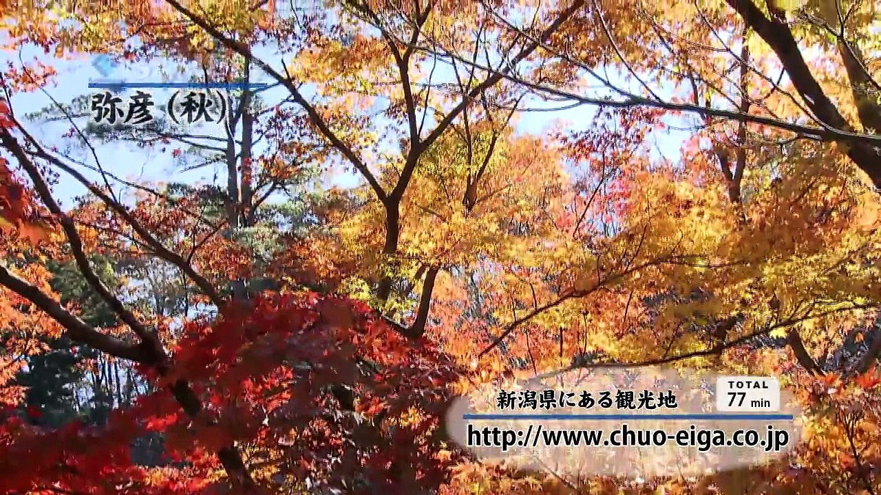 【HD】Yahiko, Niigata (Fall & Autumn Colors) | 弥彦 ~新潟県にある観光地~ (秋，紅葉)