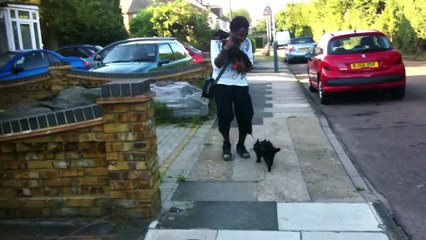 Small Horny Dog Humping My Friend (Funny Video)
