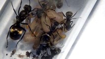 Polyrhachis dives