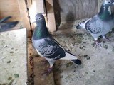 palomas mensajeras en chicago 2( racing pigeons in chicago 2)