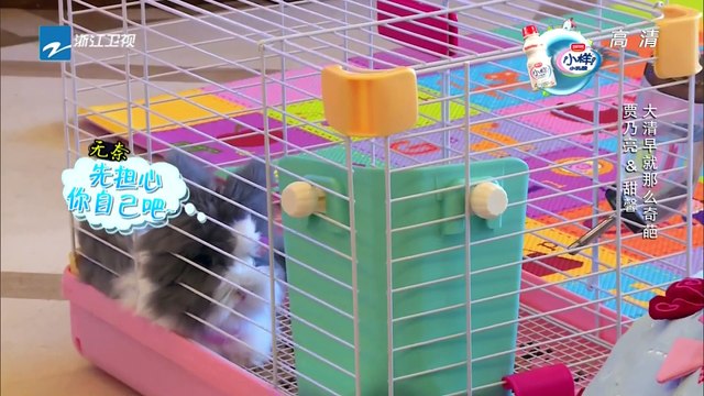 《爸爸回来了2》第三期20150523：贾乃亮变身“最美奶爸”震惊甜馨 Dad Came Back2:【浙江卫视官方超清1080P】