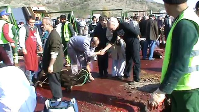 Kurban Kesimi 2 KKB Mühye de Dana Kestik (Dana Kesilirken)