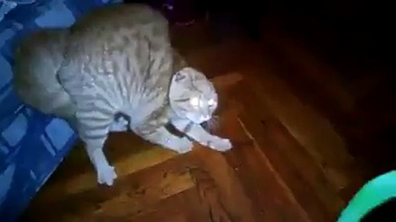 for cat lovers lol