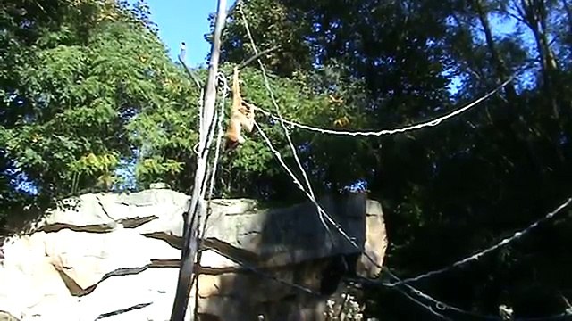 Verrückte Zoo Welt: Schopf-Gibbons