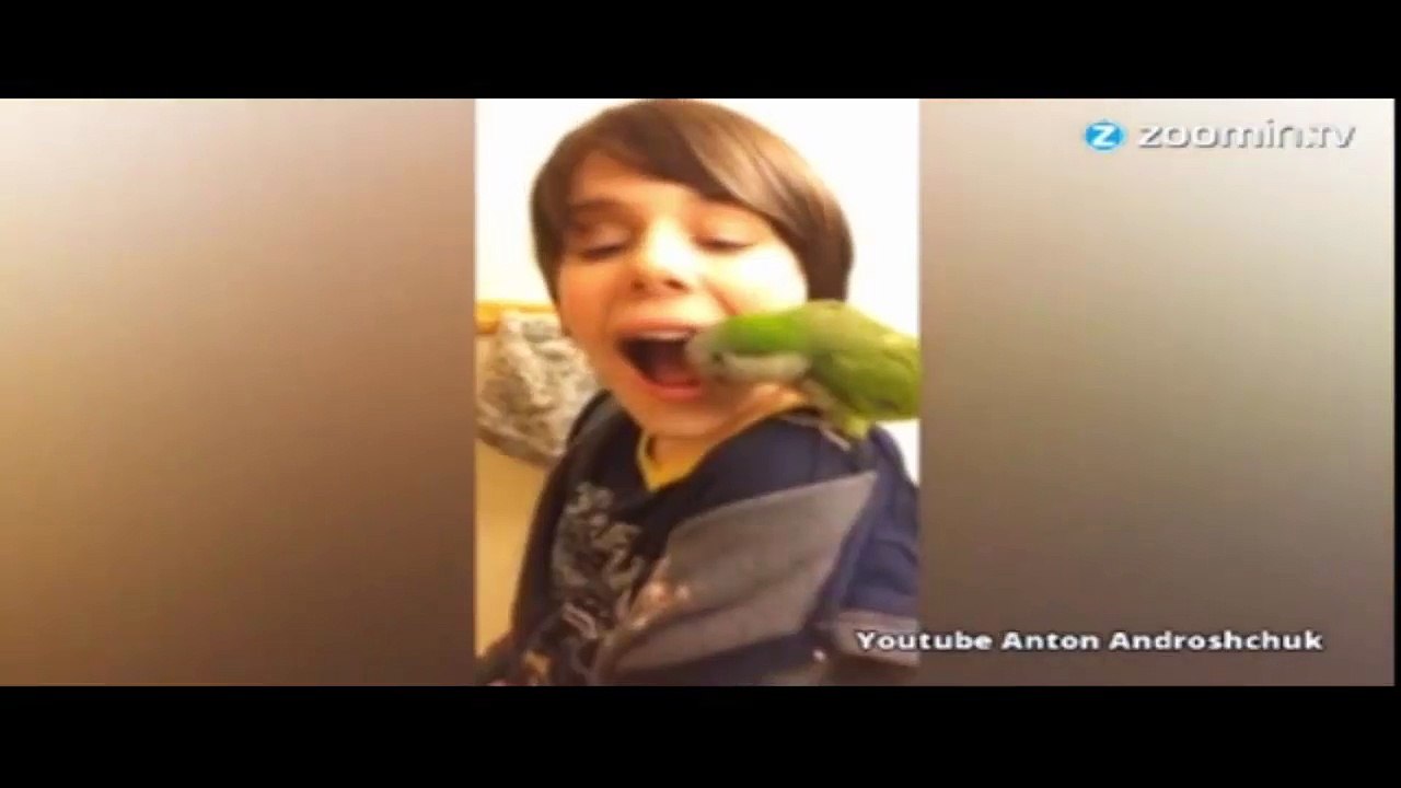 un piroquet enleve la dent de son maitre mieux q'un dentiste!!!!!!!!!