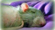 Rats are The Best Pets! Cute Rat Sleeping.