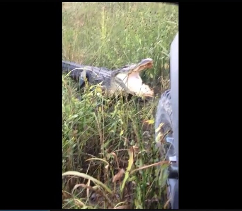 Alligator vs Pickup